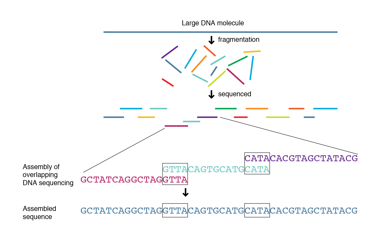 DNA-seq pipeline